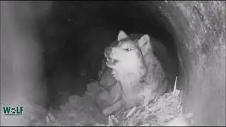 Mexican Wolves Howling In Their Den