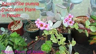 Kalanchoe pumila Succulent Plant in Flower | 'Flower Dust Plant' #succulents #succulentplants