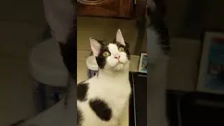 Rogurt hates moths
