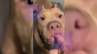 Laugh Your Heart Out: Top Funny Dog Moments of All Time | #funnydogs