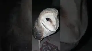 Lakshmi Mata ji ka video jarur hamare channel #yieldfarm #owl