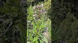 This Plant is Chewing Gum & Good for the Lungs!   #wildplants #nature #food #survival #plants