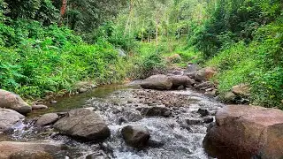 Relax and Sleep Deeply with Gentle River Sounds Flowing Over Rocks in a Peaceful Jungle Retreat