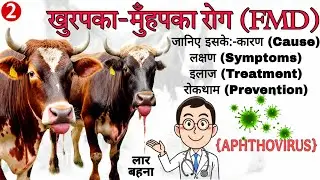 FMD Disease in Cattle & Buffalo | Symptoms, Treatment & Vaccine Guide in Hindi #veterinarymedicine
