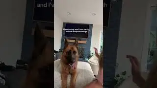 @german.shep.sadie: #dog  #dogs #puppy #doglover #dogshort #doglife #dogfunny #dogtraining