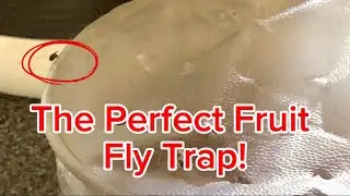 Stop Fruit Flies with this easy kitchen cup of Tricks Using What You Already Have!