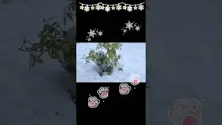 Tiny Fuzzy Baby Pandas: Snowy Branch Fun! 🥰🐾#cute #panda #snow #funny 