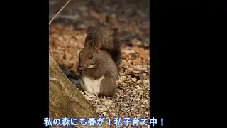 HubsanMiniPro北海道の春を舞う！