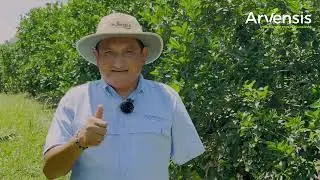  Poda de lim&oacute;n 🍋: el secreto para aumentar tu producci&oacute;n | Arvensis.