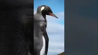 king Penguin is so elegant