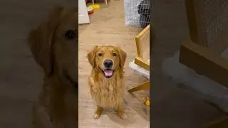 Satisfying Base Building (Dog Approved!) 🛠️ | Indie Dev