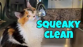 Squeaky Clean - My Cat Helps With The Dishes