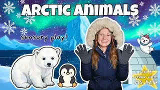 Learn Arctic Animals with Ms Kate | Animal Sounds & Colors | Sensory Play & Toys | Toddler Learning