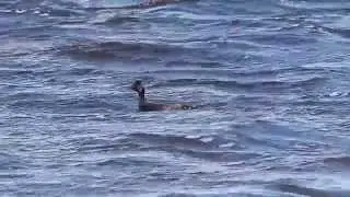 Eared Grebe