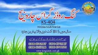 King rhodes grass seed | Farmer feedback from Raheem yar khan