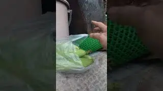 Feeding the chicken and ducks after feedings harvest the vegetables 🦆🍆🫑🥬