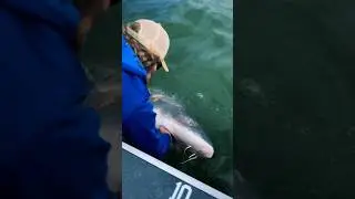Columbia River Monsters‼️🦕 #epic #fishing #rivermonsters #explore #shorts #dinosaurfish #wow