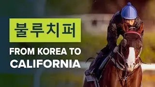 KOREA TO CALIFORNIA: 불루치퍼&nbsp;| BLUE CHIPPER'S BREEDERS' CUP JOURNEY
