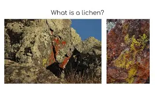 Lichens Module 1: What is a lichen?