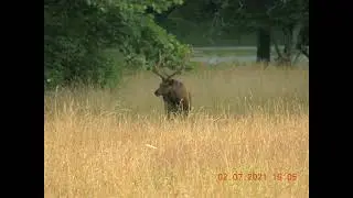 Wildlife