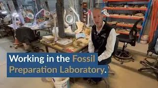 Working in the Fossil Preparation Laboratory | Inside the Lab