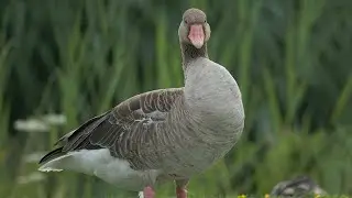 De ganzen van Waterwinpark (3) - Natuur van Nederland in Beeld