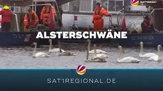 Hamburger Alsterschwäne werden ins Winterquartier gebracht