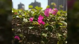 Video show video editor sample- Moto z2 force camera samples| rear camera