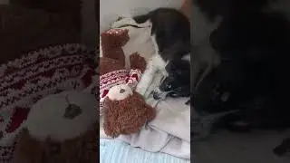 🌸 Berta &ndash; Kleines Gl&uuml;cksb&uuml;ndel sucht ihr F&uuml;r-Immer-Zuhause! 🌸