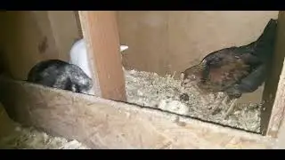 Bunnies and chickens in the evening #chicken #rabbit #farmlife 4