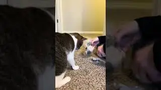 Sale alert: grab this cat toy before it's gone!  #cat #meow #catlover