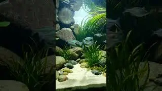 Rainbowfish River Flow 🌈🐟 #shorts #viral #fish #rainbowfish