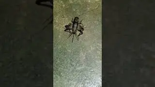 cricket insect#cricket#insect #insects