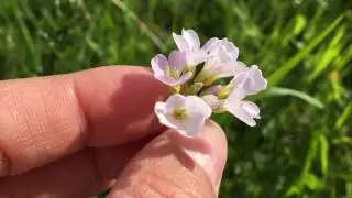 Wiesenschaumkraut