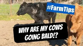 Why are my Cows Going Bald? Bald Spots on Cattle & Farm Animals - Farm Tips