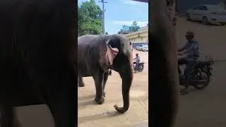 When you&rsquo;ve got no worries&hellip; just ear-flap energy 😎 #ElephantLife #viral #youtubeshorts