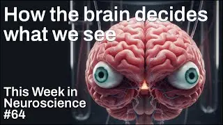 TWiN 64: How the brain decides what we see