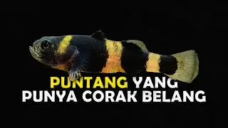 MENGENAL BUMBLEBEE GOBY KARNIVORA KECIL YANG DAPAT HIDUP DI DUA PERAIRAN