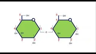 Glikogenez