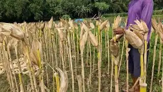 GOD-LEVEL SKILLS OF SMART FARMERS EASY TO PICK CORN IN A LAND WITH BLANK PLOT - Agriculture Farming