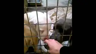 weim pit girl