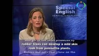 Learn English with VOA Special English - How Poinsettias Flowered Into an American Favorite