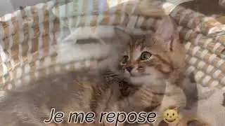 La vie de mon chat