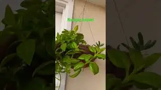 Hanging plants #moneyplant #babysunrose #greenclean