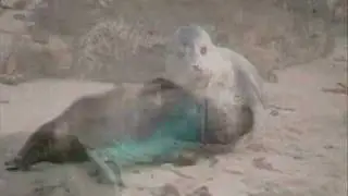 Protect the La Jolla Point Marine Mammals, Andrea Hahn