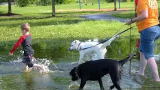 Blue Ridge Canine Fun after Training
