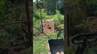 Alternative Mulch for the garden