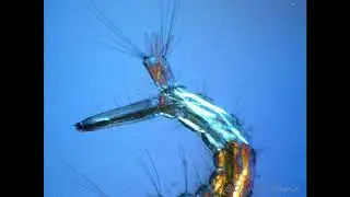 Mosquito (Culex sp.)  larvae