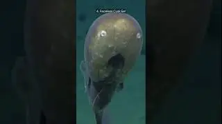 Top 10 Unique Creatures of the Deep Sea You Didn't Know Existed! #seacreatures #deepsea #oceanlife