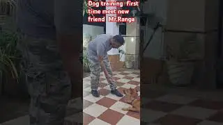 #dogobedience